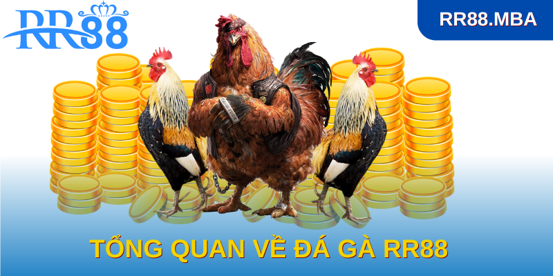 Tổng quan về đá gà RR88